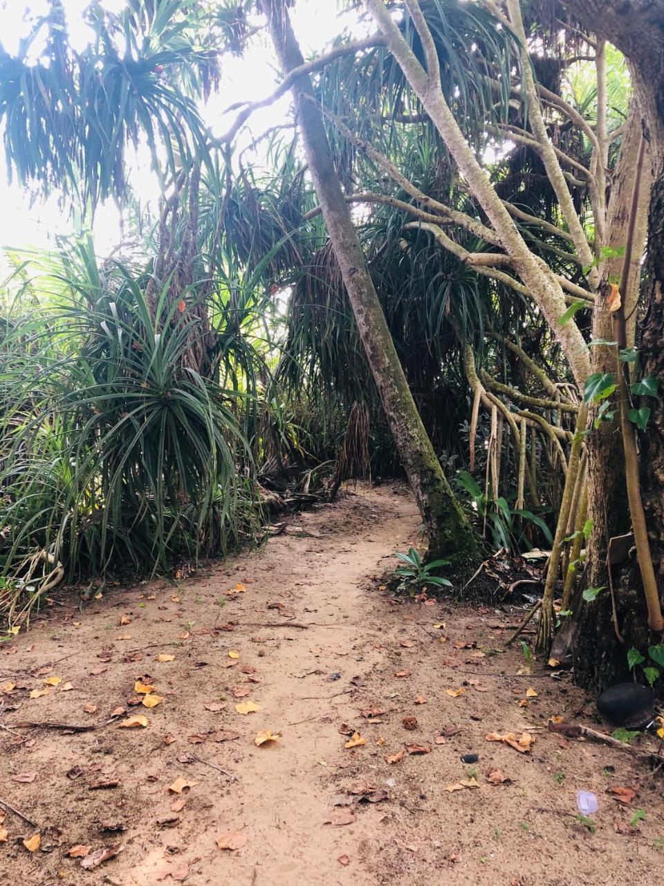 Homestay Hikkaduwa Backyard