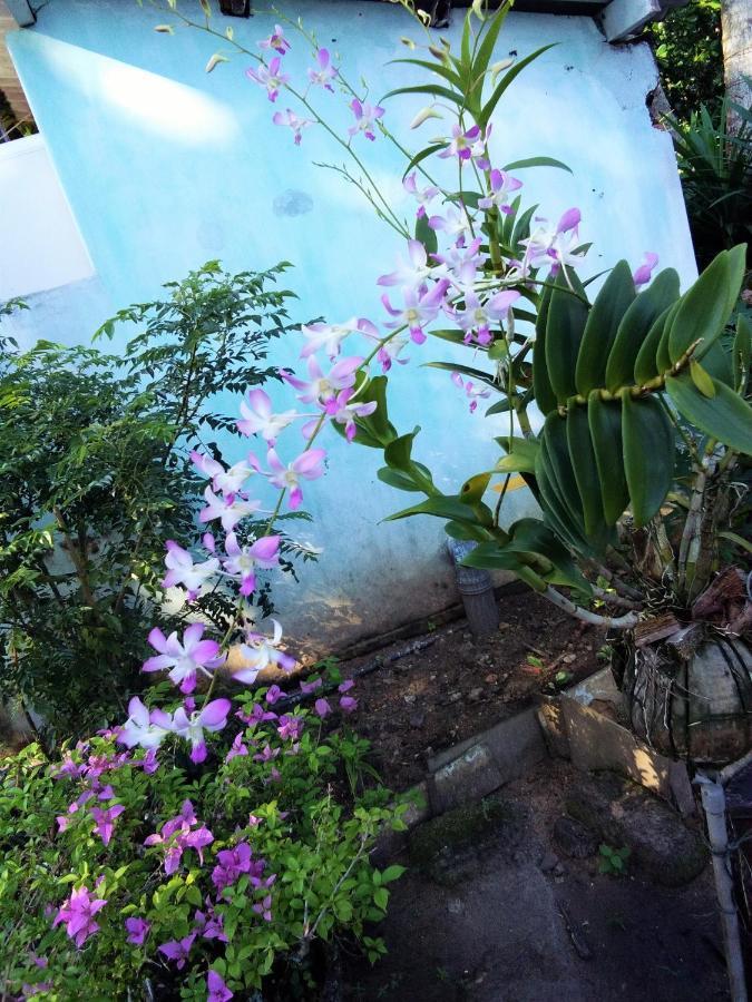 Homestay Hikkaduwa Backyard
